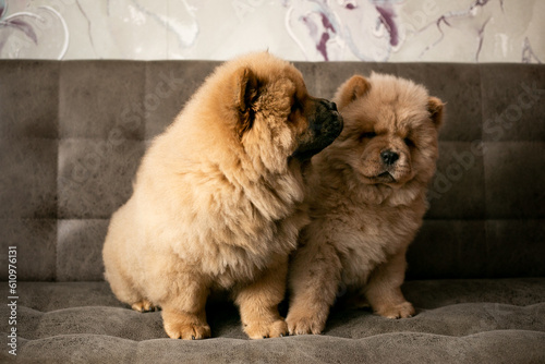two chow chow puppies are sitting on the couch. Purebred red dog chow-chow