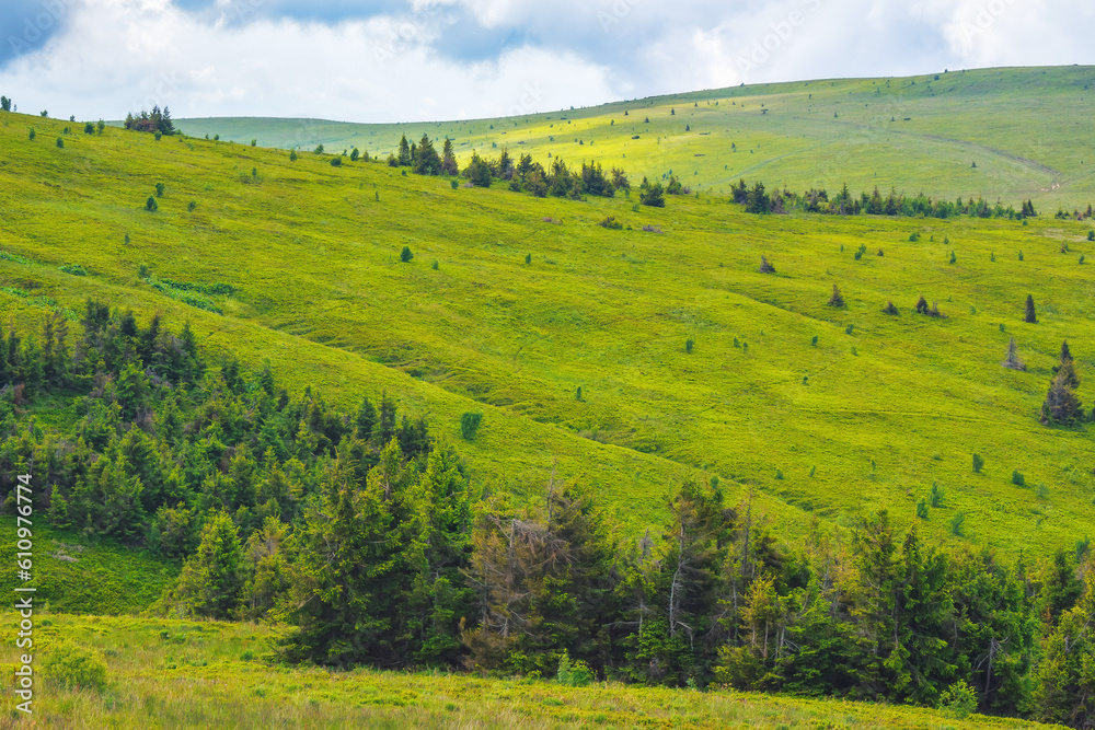 carpathian countryside with forested hills. green landscape in mountains on a sunny summer day