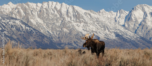 bull-moose-in-grand-teton-national-park-wyoming