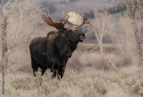 Fototapeta Naklejka Na Ścianę i Meble -  Bull Moose in Grand Teton National Park