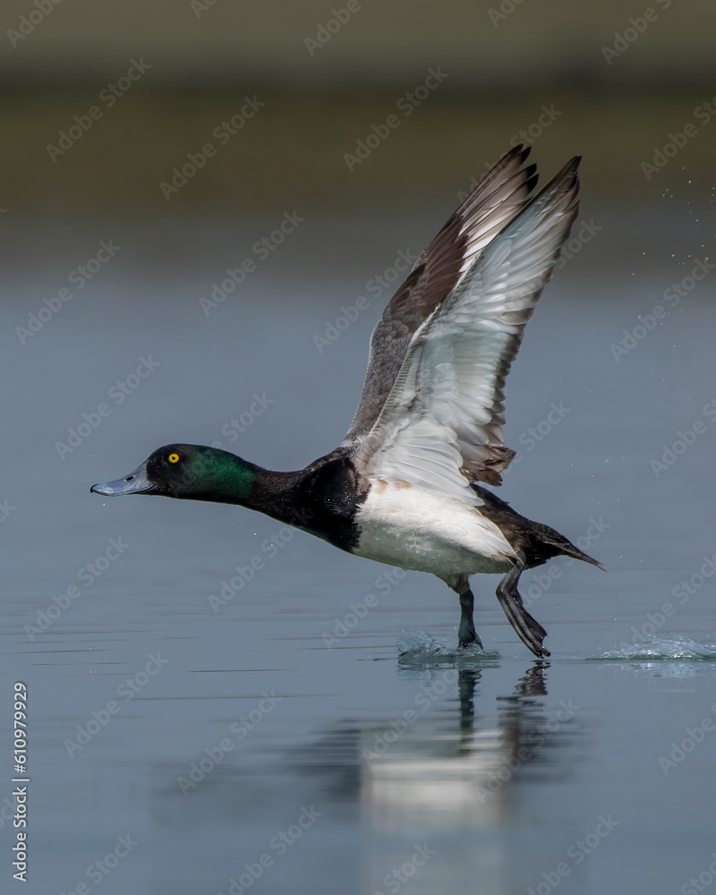 Greater scaup or Aythya marila observed in Gajoldaba in West Bengal, India Greater scaup or Aythya marila observed in Gajoldaba in West Bengal, India