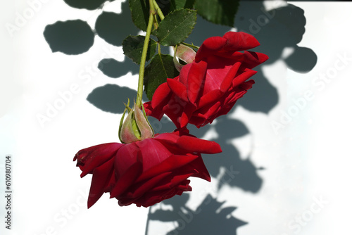 red roses and shadows