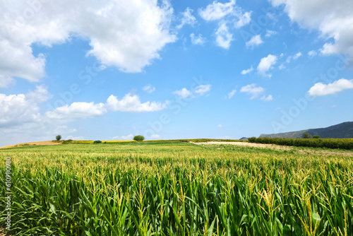 Maize field in a summer day
