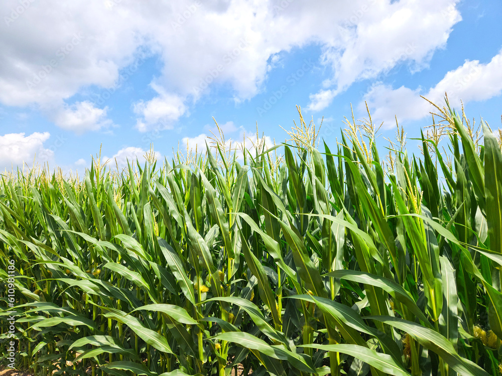Fototapeta premium A corn field under fluffy clouds in summer 