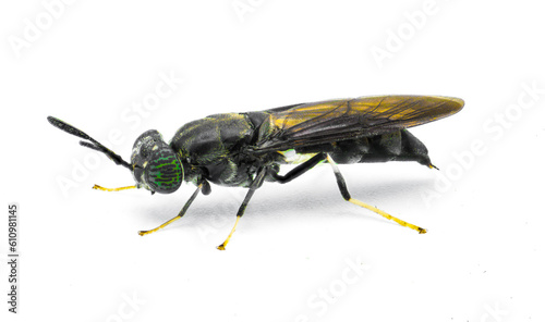black soldier fly - Hermetia illucens - common widespread fly of the family Stratiomyidae known for recycling organic waste and generating animal feed. Isolated on white background. Side profile view