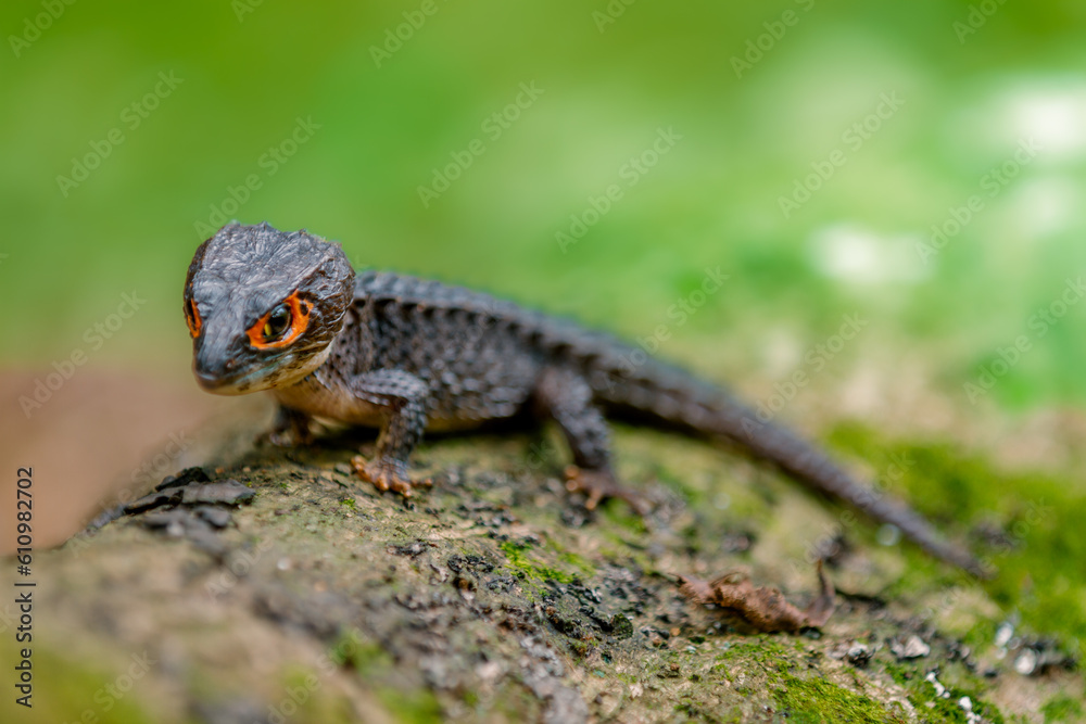 Red-Eyed Crocodile Skink Tribolonotus gracilis Red-Eyed Crocodile Skink Tribolonotus gracilis