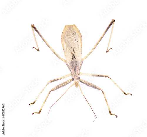 Stenopoda spinulosa is a flying assassin bug in the family Reduviidae. Isolated on white background side top dorsal view