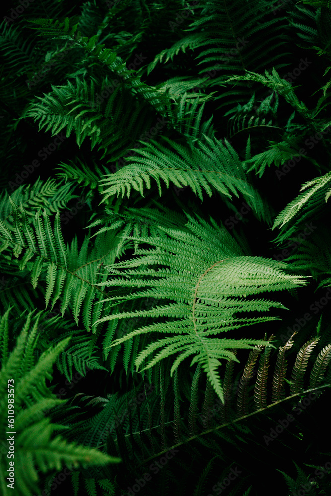 fern fern