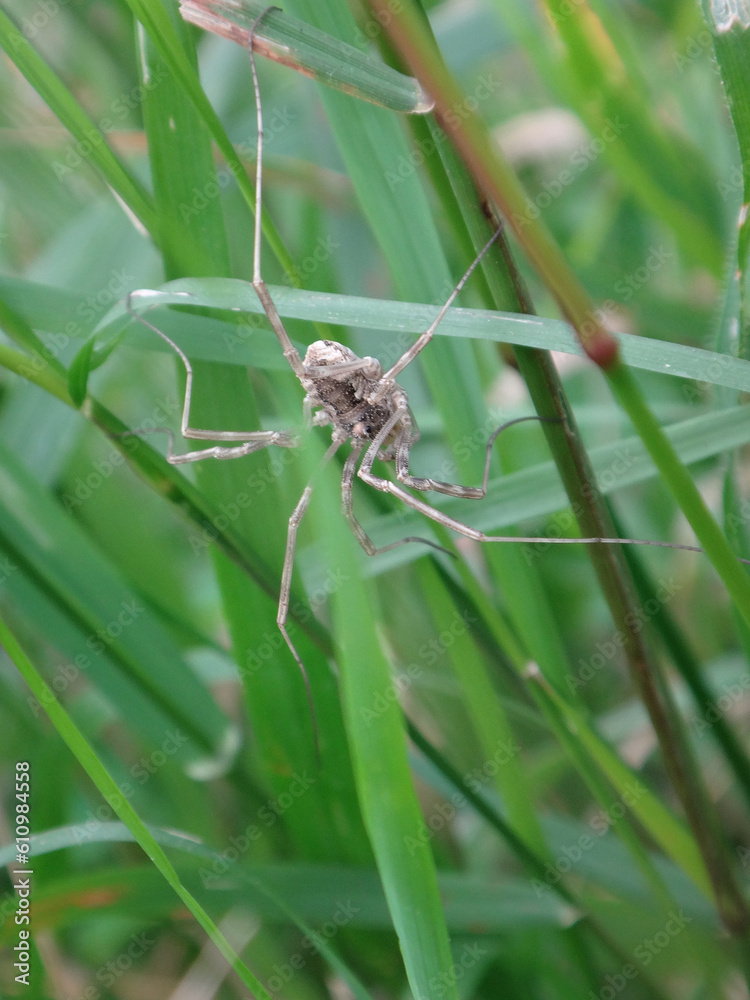 Common harvestman, daddy longlegs (Phalangium opilio) walking through green grass Common harvestman, daddy longlegs (Phalangium opilio) walking through green grass