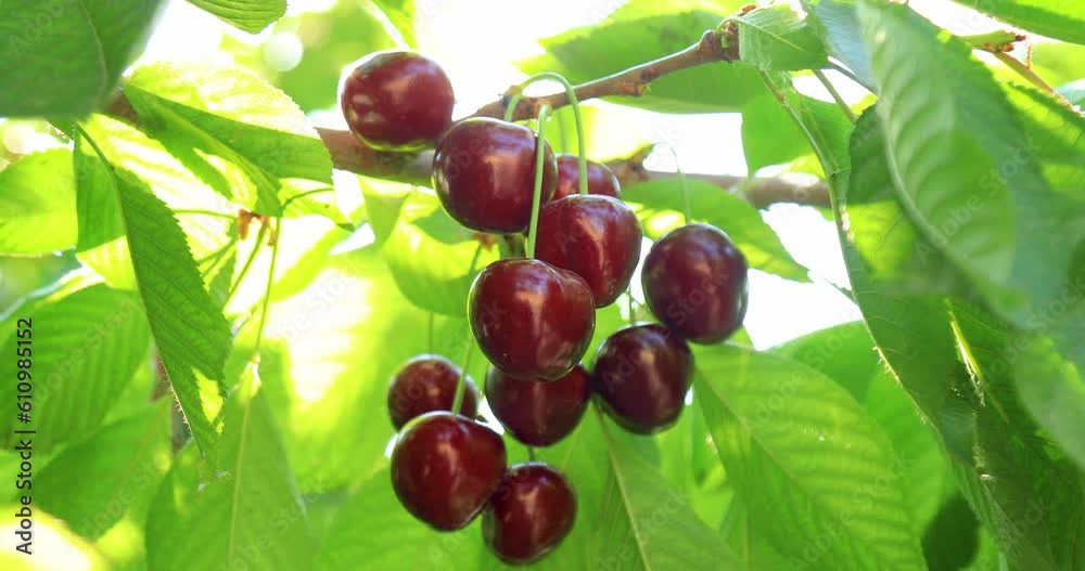 Ripe cherries on a tree branch Ripe cherries on a tree branch