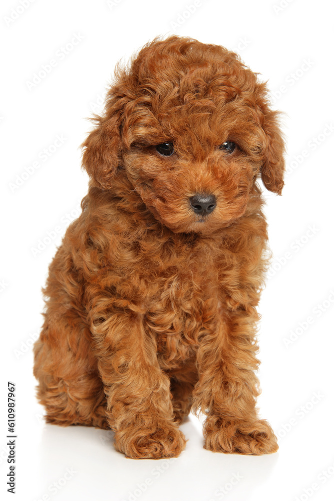 Charming toy poodle puppy sitting on a white background