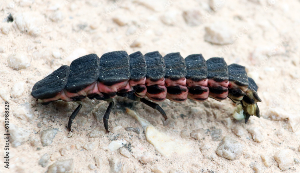 Firefly beetle larva, unusual insect, Lampyridae, close up, macro, entomology Firefly beetle larva, unusual insect, Lampyridae, close up, macro, entomology