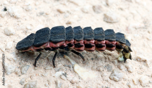 Firefly beetle larva  unusual insect  Lampyridae  close up  macro  entomology