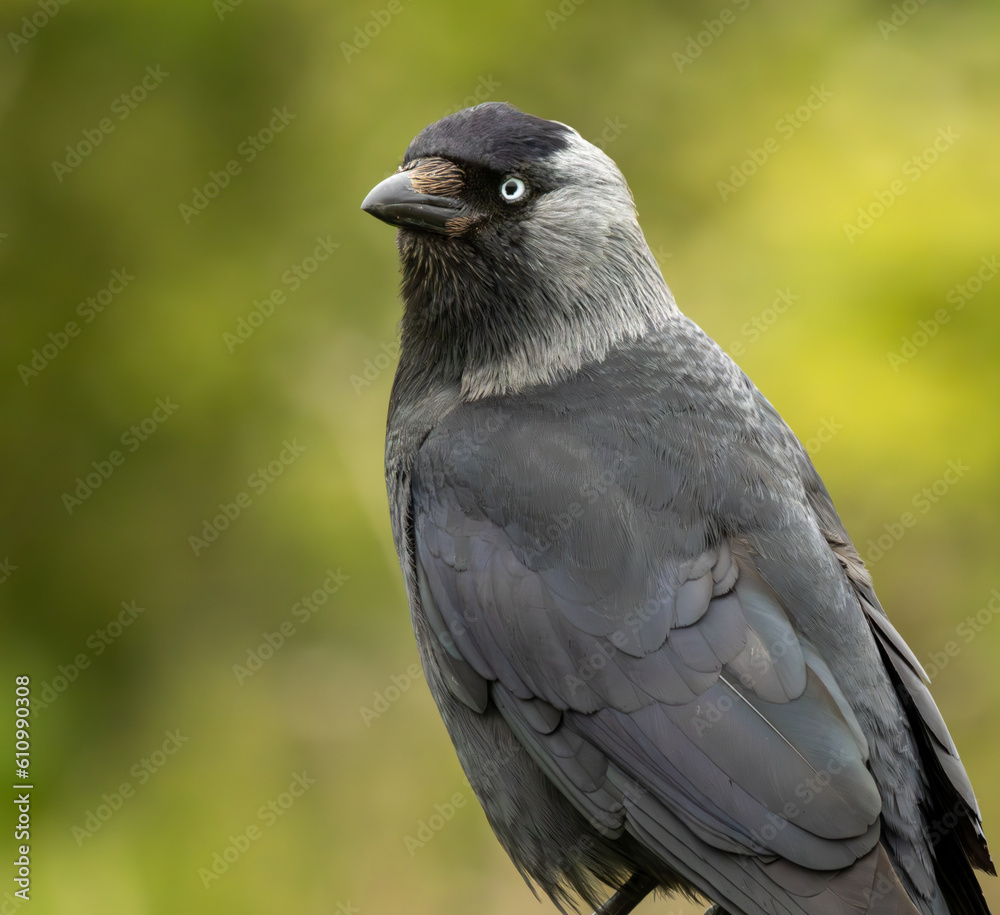 Fototapeta premium Jackdaw