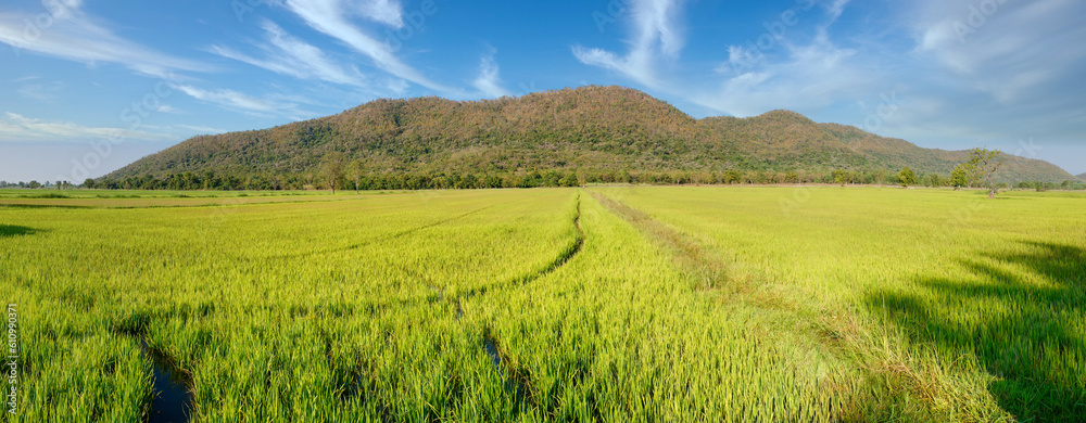 Fototapeta premium Wide view of paddy fie fields with mountains and clouds on background. Travel concepr.