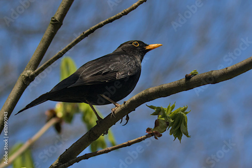 A blackbird bird sits on a branch against a blue sky. Little songbird. Thrush. City birds. Krakow, Poland.
