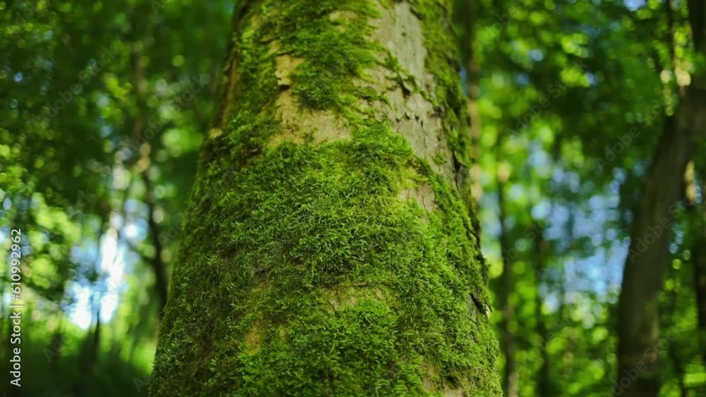 forest trees. nature green wood sunlight backgrounds. High quality photo forest trees. nature green wood sunlight backgrounds. High quality photo