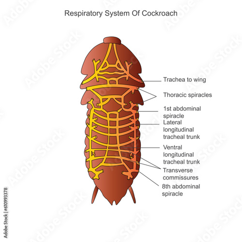 Cockroach anatomy, respiratory system of cockroach. Biological illustration. Labelled diagram of cockroach. photo