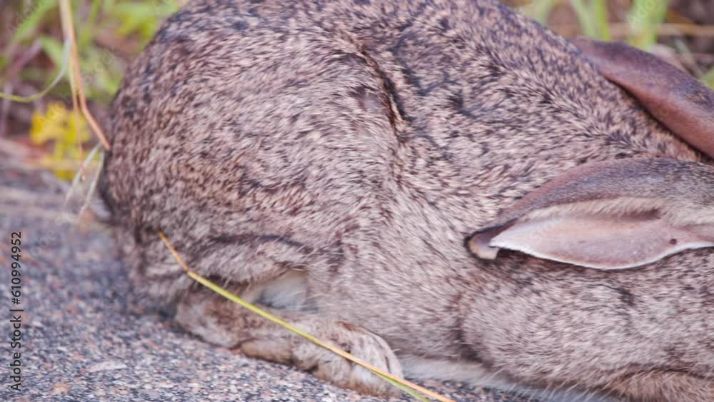 Crouching scrub hare with grizzled fur breathing fast on asphalt road. Crouching scrub hare with grizzled fur breathing fast on asphalt road.