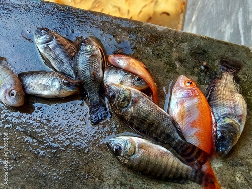 tilapia fish died on the edge of the pond. photo