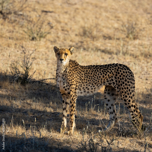 a cheetah in the wild