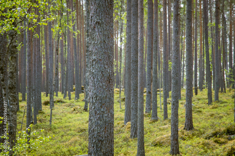Fototapeta premium beautiful pine forest scenery during day.