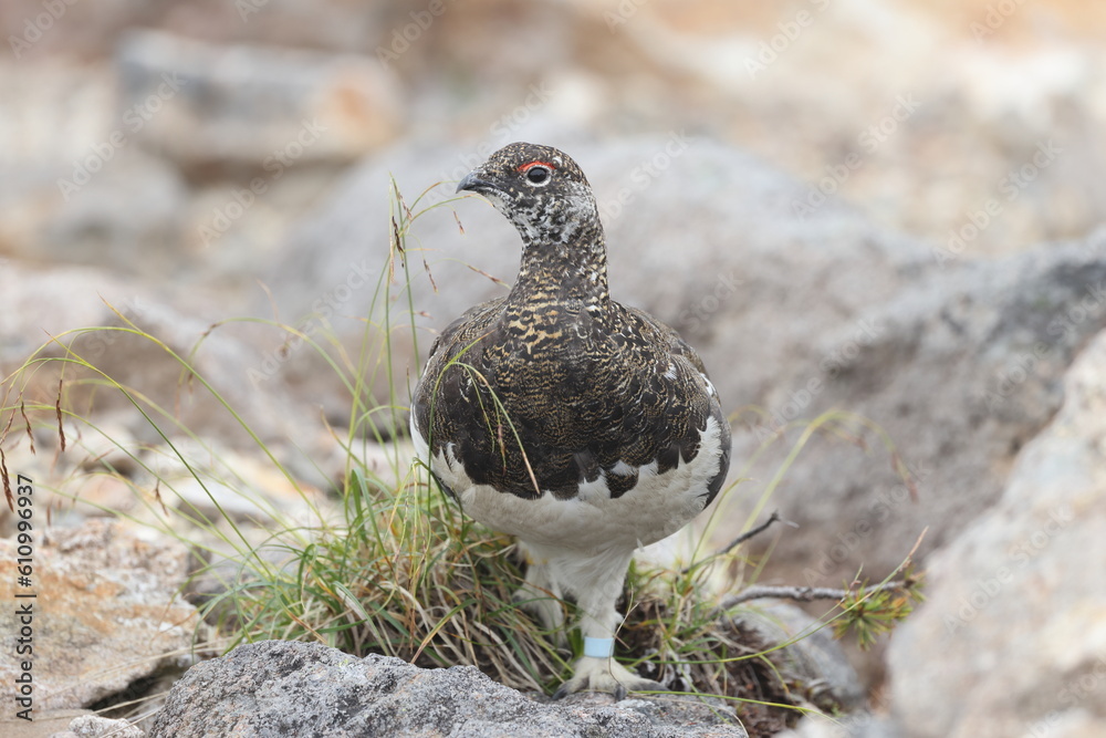 Rock ptarmigan (Lagopus muta japonica) in Japan Rock ptarmigan (Lagopus muta japonica) in Japan