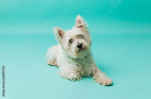 Foto Young west highland white terrier on blue background, west highland white terrie