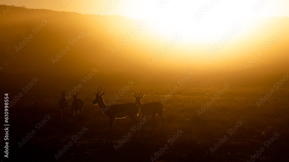 springbok silhouette in dust early morning