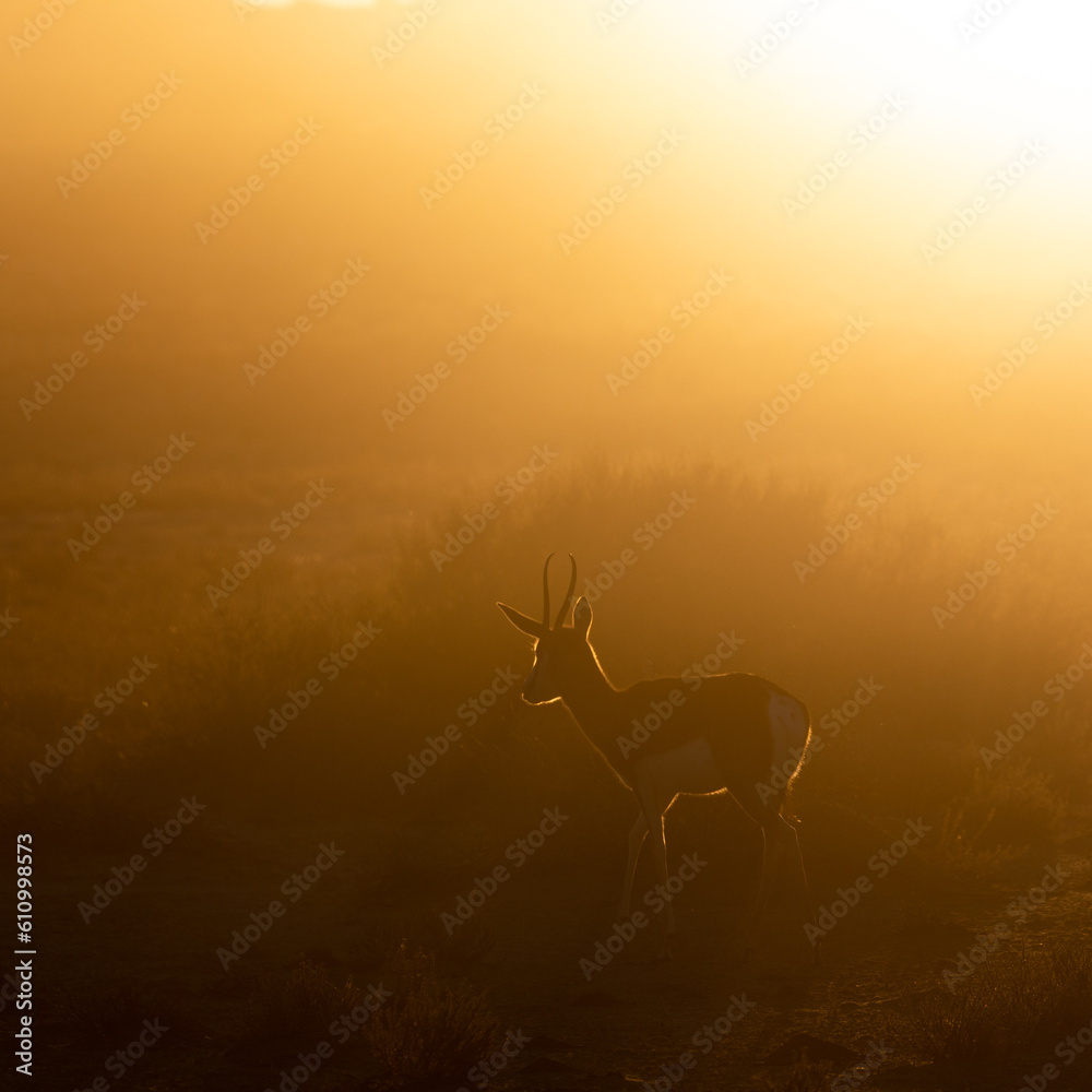 springbok silhouette in dust early morning