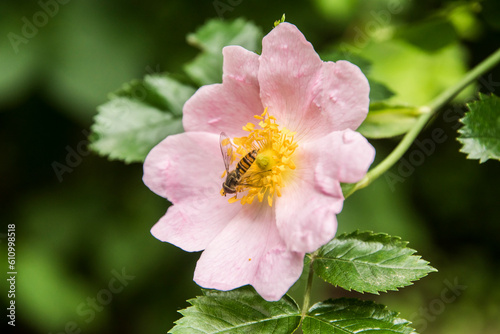 Pink dog rose (Rosa canina) with hover fly nectaring closeup photo