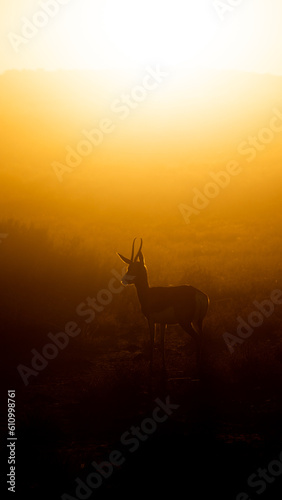springbok silhouette in dust early morning
