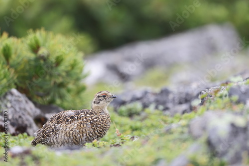 Rock ptarmigan (Lagopus muta japonica) in Japan