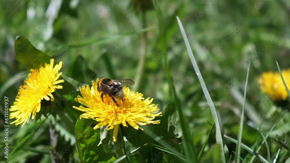 bumblebee and bee sitting on a dandelion collecting pollen, bumblebee and bee flying from flower to flower, slow motion