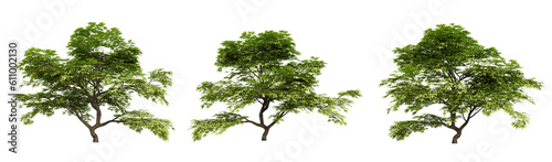 Acer palmatum trees on transparent background, 3d render illustration.