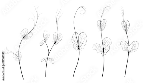 Pea sprouts vector stock illustration. Micro-green. Legume plants. Sprouted shoots with green leaves. Close-up.Isolated on a white background.