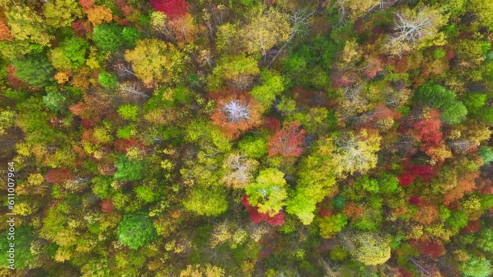 View from above of colorful woods with yellow and orange canopies in autumn forest on sunny day. Landscape of wild nature in autumn View from above of colorful woods with yellow and orange canopies in autumn forest on sunny day. Landscape of wild nature in autumn