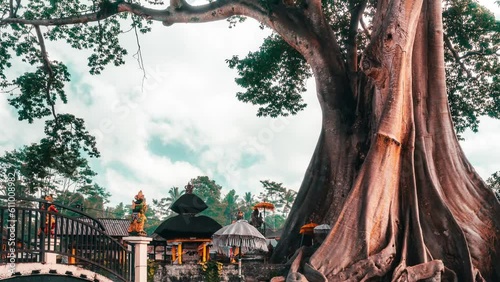 Hidden gems north Bali Bayan Ancient Tree - 700 years old tree with more than 50 meters tall on background traditional Hindu temple and blue cloudy sky. Ubud, Bali, Indonesia 4K photo