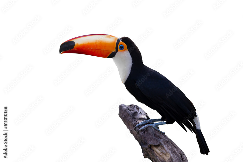 Naklejka premium Toucan bird or Toco Toucan perched on a branch isolated on white background.