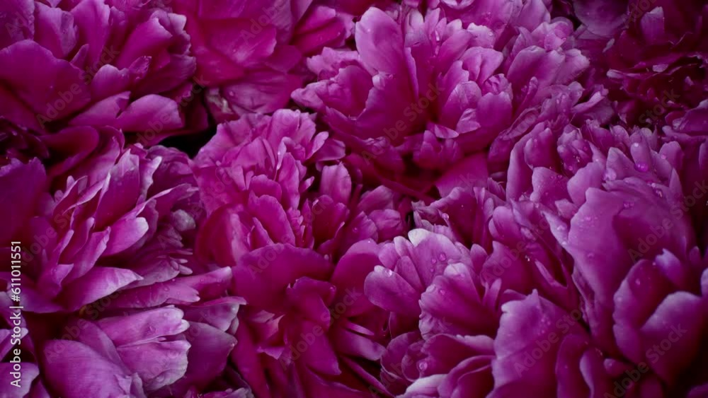 Peonies flowering, petals on buds. Spring floral carpet surface, flowers texture Peonies flowering, petals on buds. Spring floral carpet surface, flowers texture