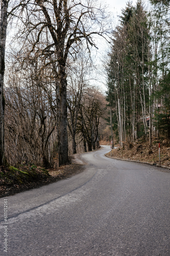 Obraz premium road in the forest