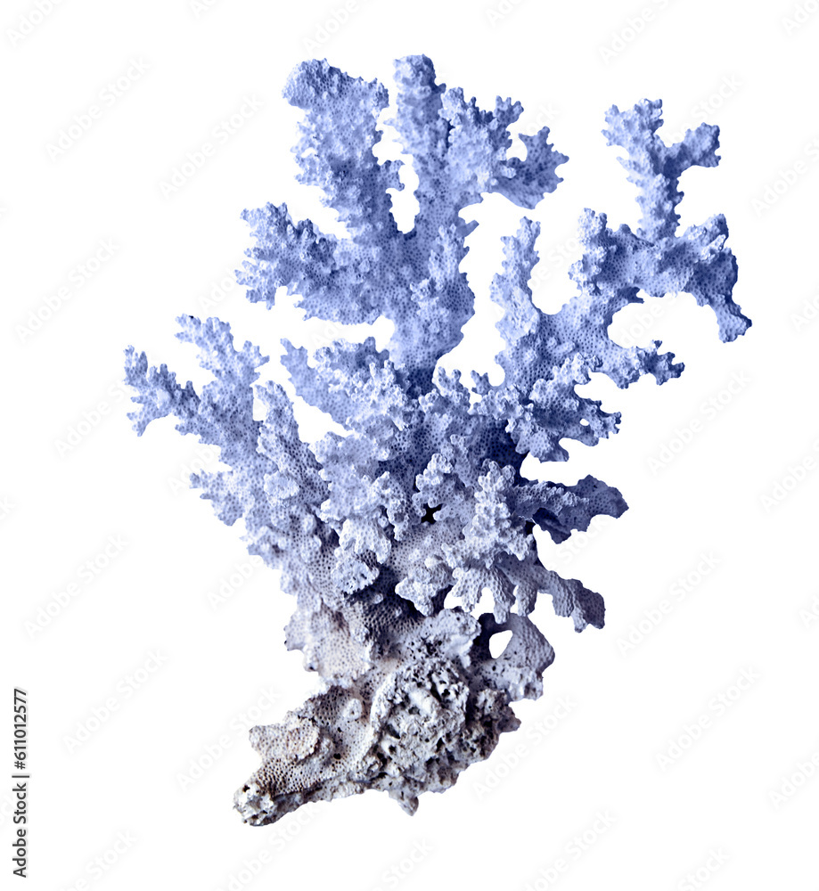 Coral isolated on white background Coral isolated on white background