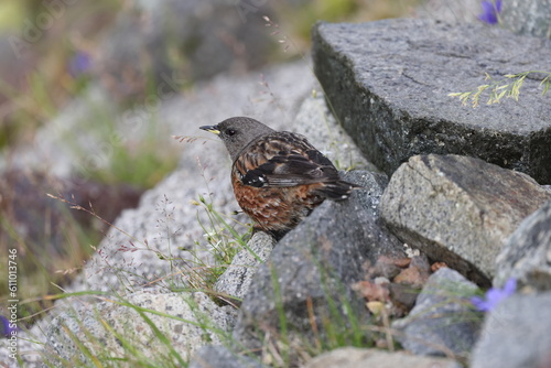 Alpine accentor (Prunella collaris) in Japan photo