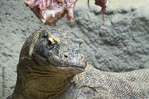 The Komodo dragon (Varanus komodoensis) is the largest lizard and feeds on meat.