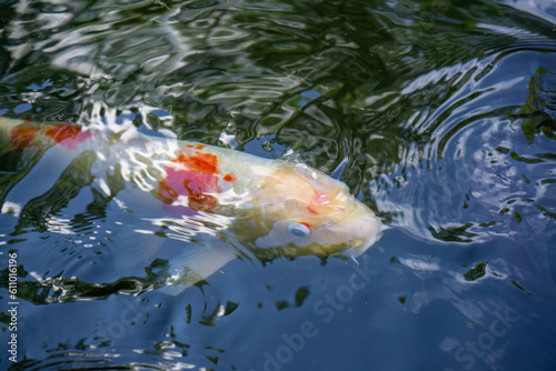 Japanese Koi carp fish swimming in river, close-up