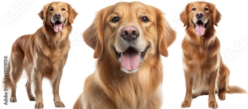 Collection of three dogs, happy golden retrievers set (portrait, sitting and standing) isolated on white background as transparent PNG, generative AI animal bundle