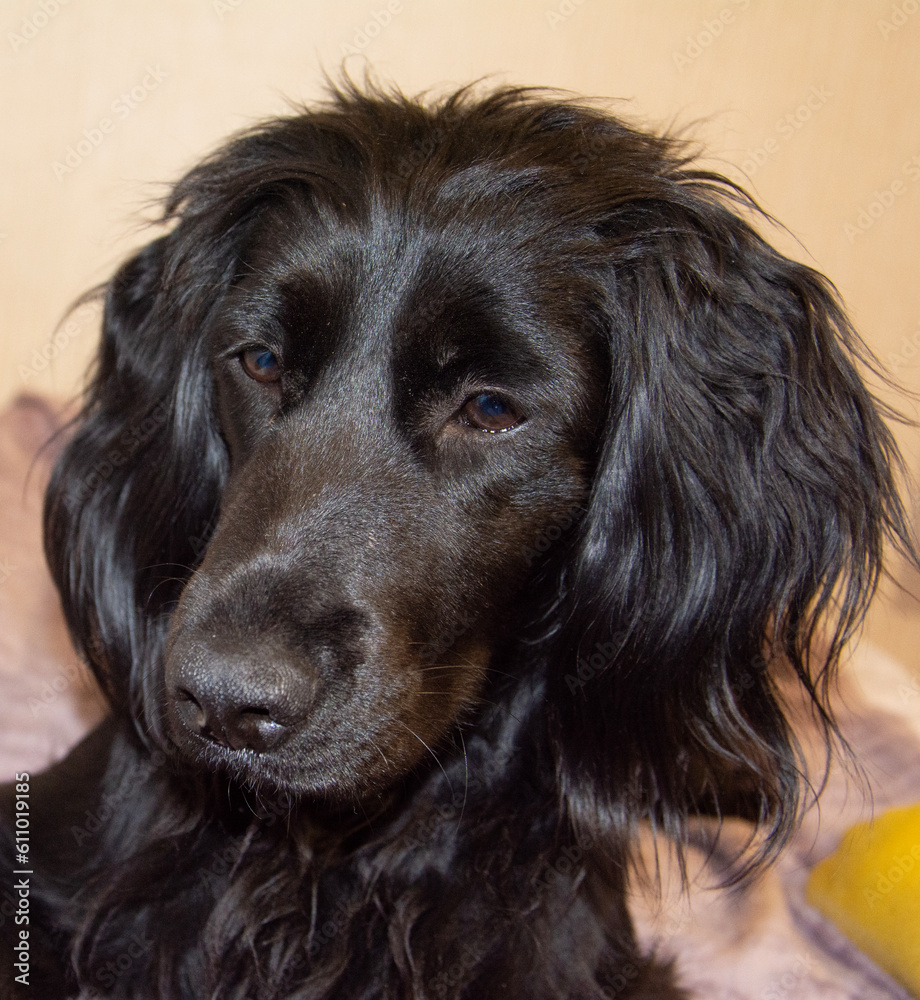 A beautiful black dog looks carefully to the side. Black cocker spaniel in the room. Close-up.