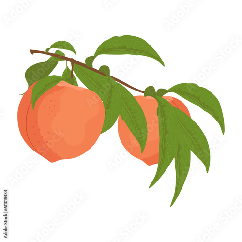 Whole peaches with leaves on a branch. Flat vector colored peach.