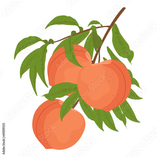 Whole peaches with leaves on a branch. Flat vector colored peach.