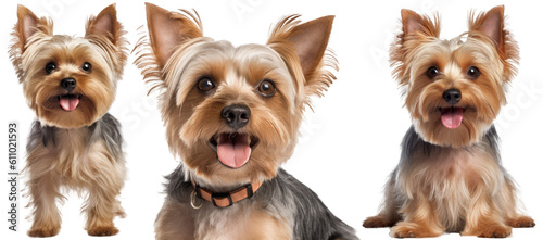 Collection of three dogs, happy yorkshire terrier set (portrait, sitting and standing) isolated on white background as transparent PNG, generative AI animal bundle © Flowal93